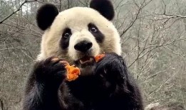 娱乐吃瓜大熊猫视频大全